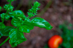 Basilico e pomodoro